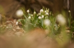 bledule jarní | fotografie
