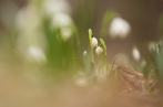 bledule jarní | fotografie