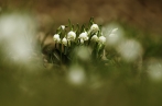bledule  jarní | fotografie