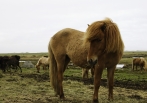 islandský kůň | fotografie
