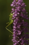 kobylka luční | fotografie