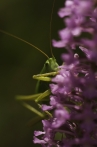 kobylka luční | fotografie