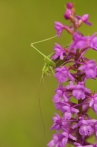 kobylka zelená | fotografie