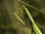 kudlanka nábožná | fotografie