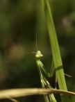 kudlanka nábožná | fotografie