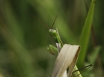 kudlanka nábožná | fotografie