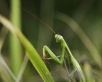 kudlanka nábožná | fotografie