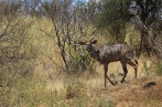 kudu | fotografie