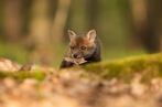 liška obecná | fotografie