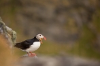 papuchalk severní | fotografie