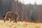 puma americká | fotografie