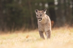 puma americká | fotografie