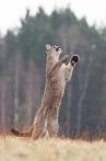 puma americká | fotografie