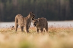 puma americká | fotografie