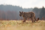 puma americká | fotografie