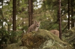 puma americká | fotografie