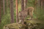 puma americká | fotografie