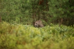 puma americká | fotografie