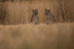 puma americká | fotografie