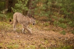 puma americká | fotografie