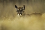 puma americká | fotografie