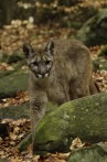 puma americká | fotografie