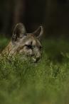 puma americká | fotografie