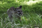 puma americká | fotografie