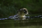 puma americká | fotografie