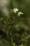 tučnice alpská | fotografie