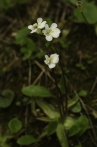 tučnice alpská | fotografie