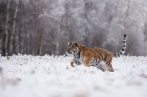 tygr ussurijský | fotografie