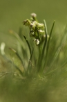 vemeníček zelenavý | fotografie