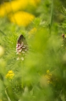 vstavač osmahlý | fotografie