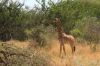 žirafa | fotografie