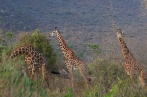 žirafy | fotografie